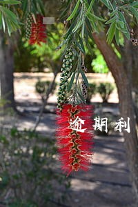 逾期利息收入当期缴纳增值税 逾期利息收入当期缴纳增值税