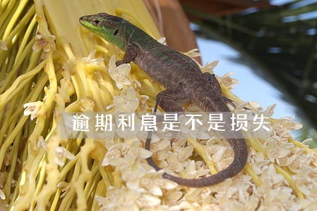 逾期利息是不是损失 逾期利息是不是损失