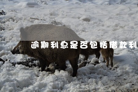 逾期利息是否包括借款利息 逾期利息是否包括借款利息