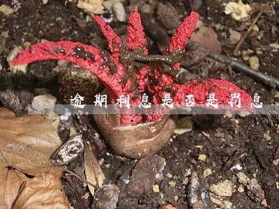 逾期利息是否是罚息 逾期利息是否是罚息