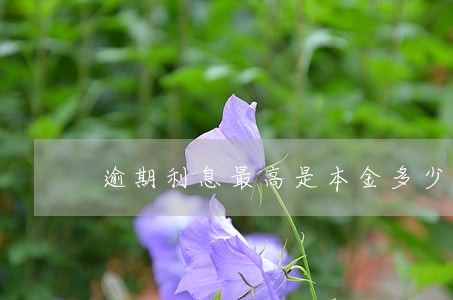 逾期利息最高是本金多少 逾期利息最高是本金多少