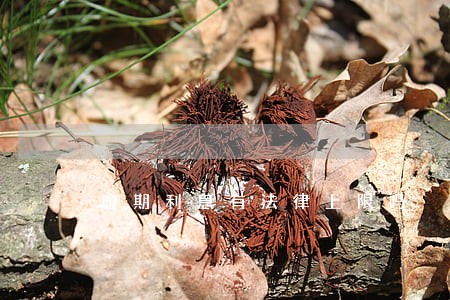 逾期利息有法律上限吗 逾期利息有法律上限吗