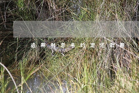 逾期利息未约定还款期 逾期利息未约定还款期