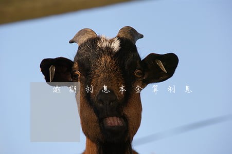 逾期利息本金算利息 逾期利息本金算利息