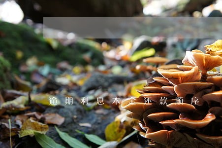 逾期利息本金还款顺序 逾期利息本金还款顺序