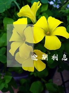 逾期利息欠款 逾期利息欠款
