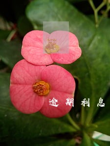 逾期利息没有约定 逾期利息没有约定