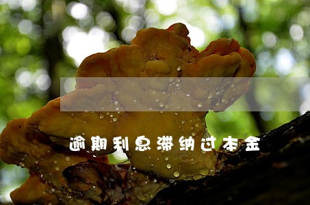 逾期利息滞纳过本金