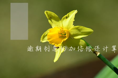 逾期利息的加信偿还计算公式 逾期利息的加信偿还计算公式