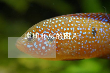 逾期利息的图片 逾期利息的图片