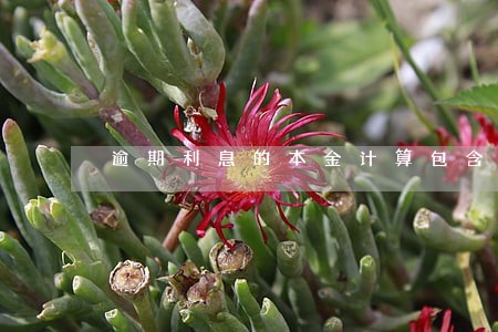 逾期利息的本金计算包含什么 逾期利息的本金计算包含什么