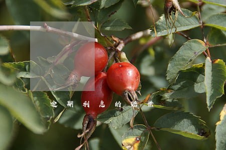 逾期利息的赔偿 逾期利息的赔偿