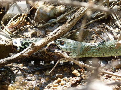 逾期利息纳税义务时间