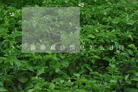逾期利息罚息怎么计算 逾期利息罚息怎么计算