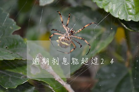 逾期利息能超过24 逾期利息能超过24