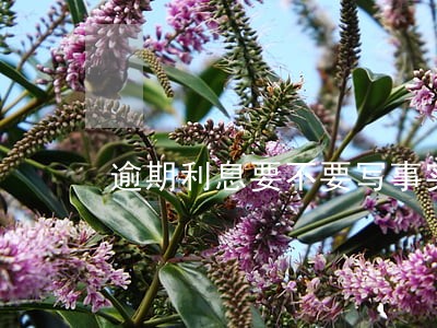 逾期利息要不要写事实与理由 逾期利息要不要写事实与理由