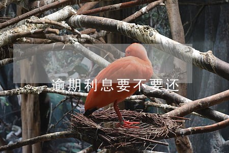 逾期利息要不要还 逾期利息要不要还