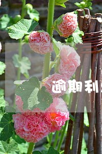 逾期利息覆盖利息吗 逾期利息覆盖利息吗