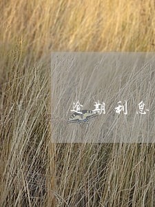 逾期利息计不计入贷款利息中 逾期利息计不计入贷款利息中