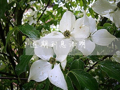 逾期利息证明