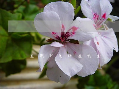 逾期利息跟违约金 逾期利息跟违约金