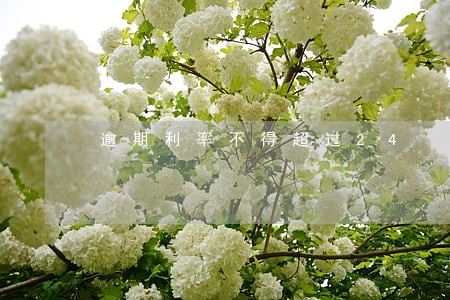 逾期利率不得超过24