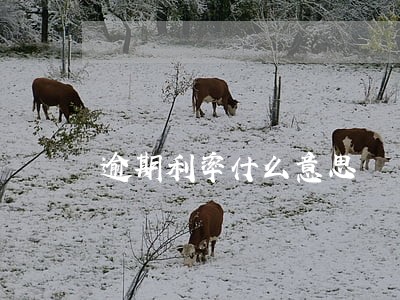 逾期利率什么意思