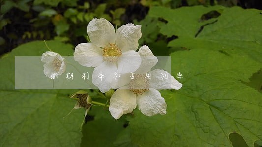逾期利率和占用利率 逾期利率和占用利率