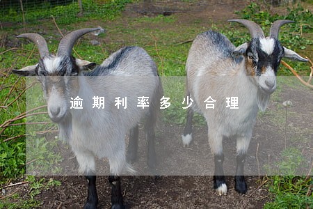 逾期利率多少合理 逾期利率多少合理