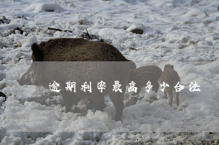 逾期利率最高多少合法