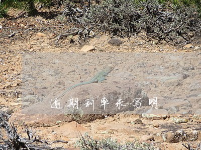 逾期利率未写明 逾期利率未写明