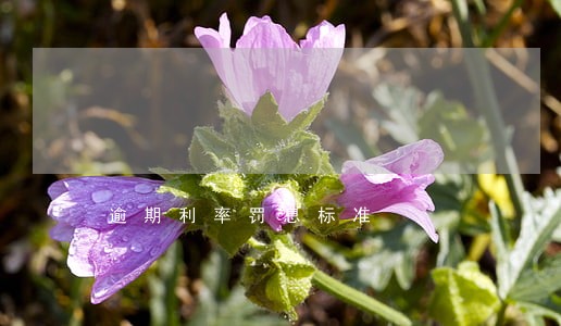逾期利率罚息标准