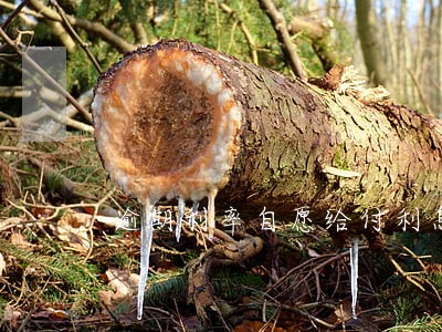 逾期利率自愿给付利息 逾期利率自愿给付利息