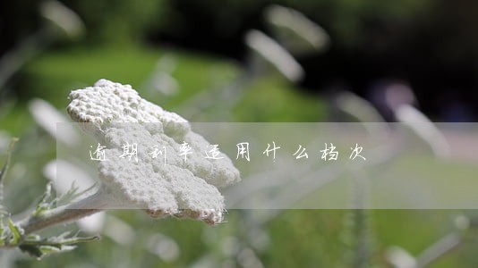 逾期利率适用什么档次