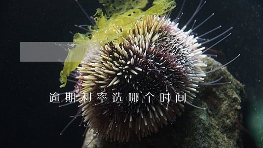 逾期利率选哪个时间 逾期利率选哪个时间