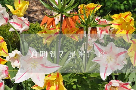 逾期到7是黑户吗 逾期到7是黑户吗