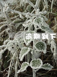 逾期到下个账单日还多少