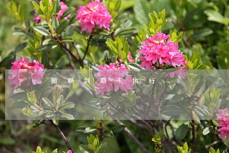 逾期到期未执行 逾期到期未执行
