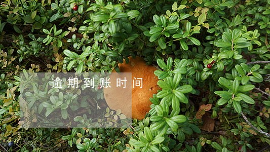 逾期到账时间 逾期到账时间