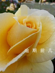 逾期前几天要不要接电话 逾期前几天要不要接电话