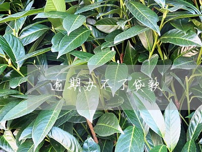 逾期办不了贷款 逾期办不了贷款