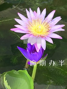 逾期办半个月取消分期资格 逾期办半个月取消分期资格