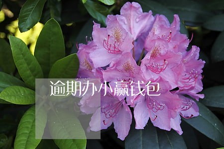 逾期办小赢钱包 逾期办小赢钱包