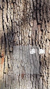 逾期办理不动产证诉状
