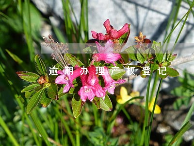 逾期办理产权登记 逾期办理产权登记