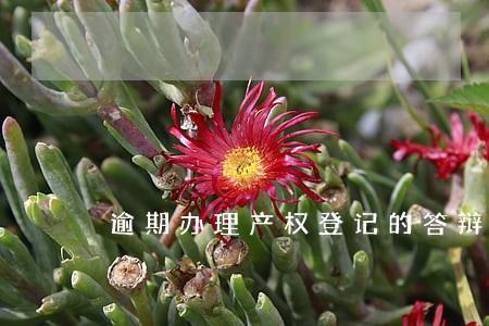 逾期办理产权登记的答辩状 逾期办理产权登记的答辩状