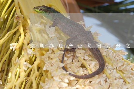 逾期办理产证每日万分之五 逾期办理产证每日万分之五