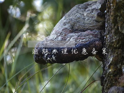 逾期办理优惠备案 逾期办理优惠备案