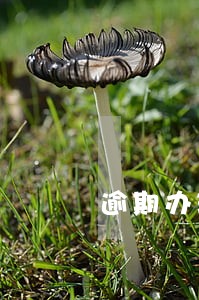 逾期办理出口退税备案 逾期办理出口退税备案