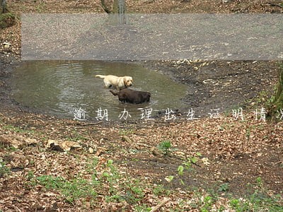 逾期办理出生证明情况说明 逾期办理出生证明情况说明